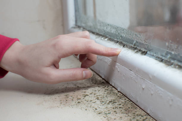 Professional Mold Removal in Egypt, PA